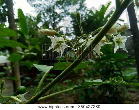 Mini Eggplant (solanum Torvum) With Green Leaves And White Flowers