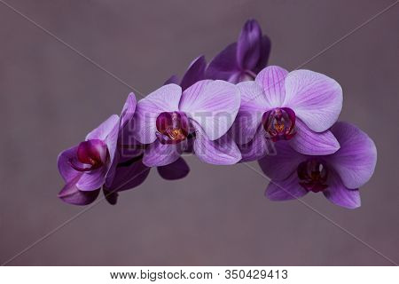 Purple Phalaenopsis Orchid Flower, Halyards, Dendrobium On A Pink Background. Butterflies Orchids. B