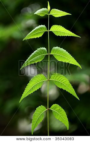 Neem listy azadirachta Indica
