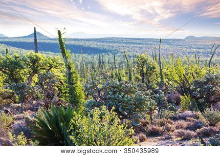 Cactus fields in Mexico, Baja California
