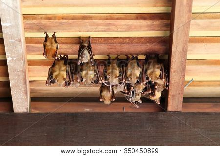 Group Of Lesser Dog-faced Fruit Bats Hanging On A Roof During Day Time In Singapore