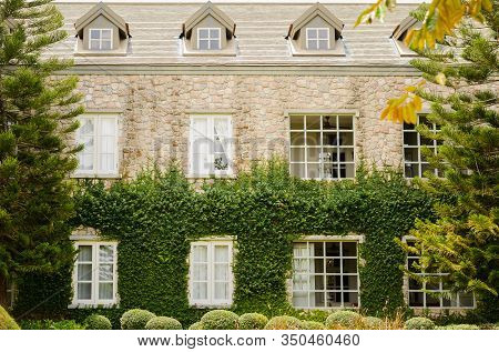 Creeping Fig Or Creeping Rubber Fig Is  Green Creeper Plant Catch On Bilding Wall