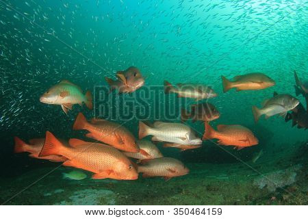 Red Snapper fish school underwater 