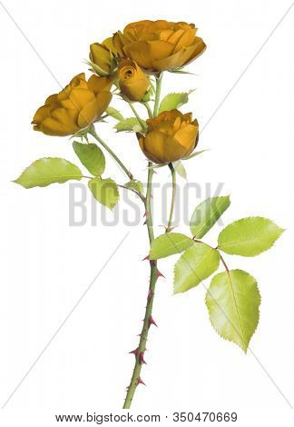 Orange Roses Images, Illustrations &amp; Vectors (Free) - Bigstock