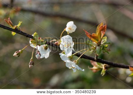 Tender Blossoms And Fresh Leaves In The Sunlight During Spring