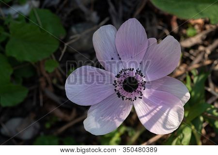Pink Flower During Early Spring In The Shadow