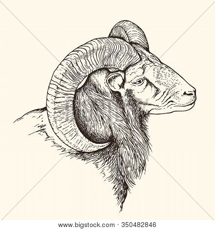 Hand Drawn Vector Illustration Of Mountain Bighorn Sheep. Vintage Sketch Of Animal In The Wild Natur