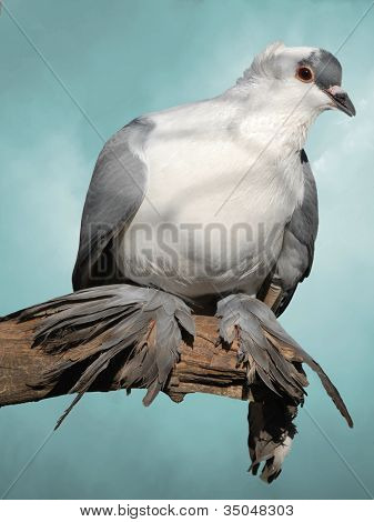 鳩