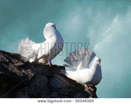 白い鳩