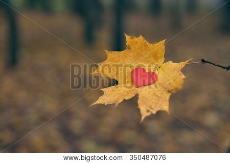 Heart On Maple Leaf. Open Pure Heart Symbol, Copy Space. Unrequited, One-sided Love Or Loneliness Co