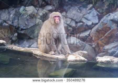 A Japanese Snow Monkey Or Macaque With Hot Spring On-sen In Jigokudani Monkey Park, Shimotakai Distr