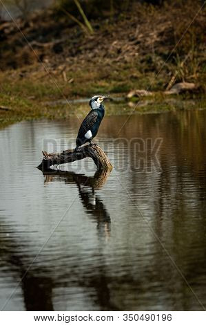 Great Cormorant Or Large Black Cormorant Different Plumage During Breeding Season At Winters Of Keol
