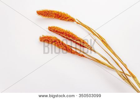 Dry Orange Lagurus, Bunnytail Isolated On White Background. Decorative Fluffy Grass, Beautiful Eleme