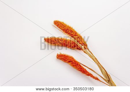 Dry Orange Lagurus, Bunnytail Isolated On White Background. Decorative Fluffy Grass, Beautiful Eleme