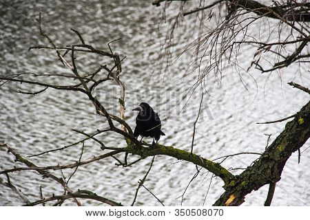 A Black Crow Sitting On The Branch Above River