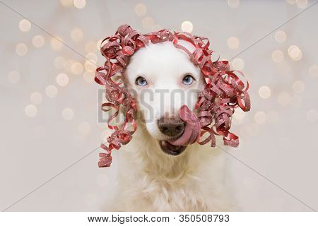 Beauty Dog Present For Christmas, Birthday Or Anniversary, Wearing A Red Mate Ribbon On Head. Linkin