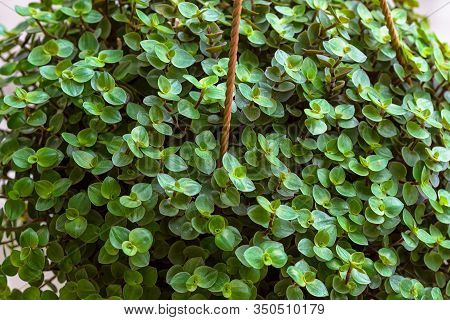 Beautiful Home Flower Callisia Repens. Small Green Juicy Petals
