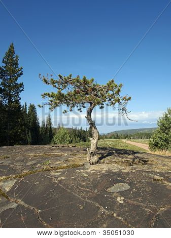 Lodgepole solitario