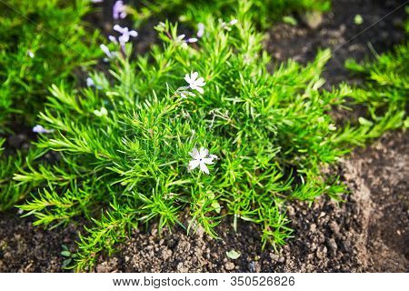 Coleonema Album Blooming Bush In The Soil On A Summer Day