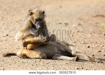 Two Baboons Relax Cleaning Each Other From Insects And Fleas