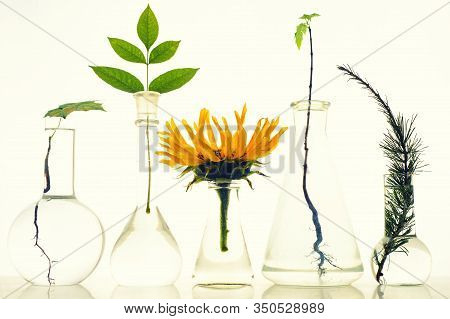 Five Laboratory Flasks With Plants On White Background. Maple, Sunflower, Mountain Ash,larch, Needle