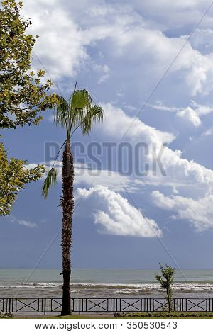 View On Seafront With Palm Tree, Branches Of Platan And Blue Sky With Sunlit Clouds. Mediterranean S