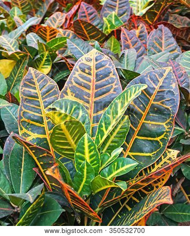 Croton Or Codiaeum Is A Plant With Large Striped Yellow Leaves