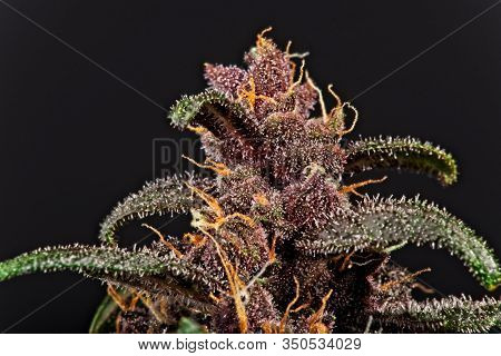 Cannabis Top Bud And Leaf Trichomes.