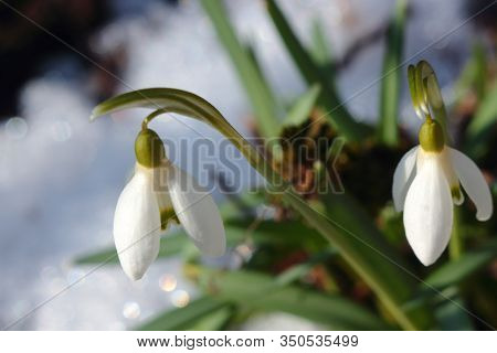 White Snowdrops in the snow bloom in spring. The first spring flowers bloom in the forest. White wild flowers macro. Forest glade