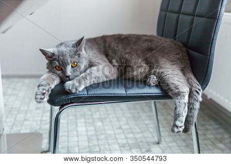 British Cat Sleeping On Black Modern Chair Indoor At Home. New Lovely Member Of Family Gray Kitten R