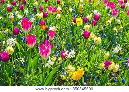 Full Frame Of Pink Tulips In Tulip, Narcissus And Bellevalia Mixturer  Blooming In Morning Sun In A 