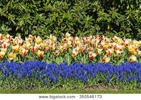 Stripe Of Yellwo Red Tulips And Blue Bellevalia In Full Bloom In Morning Sun