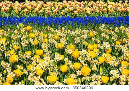 Full Frame Of Horizontal Stripes Of Red White Tulips, Blue Bellevalia And White And Yellow Narcissus
