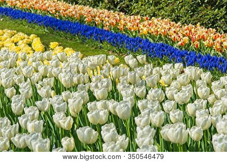 Clear White Tulip Field With Stripes Of Tulips And Other Flowers In Background.