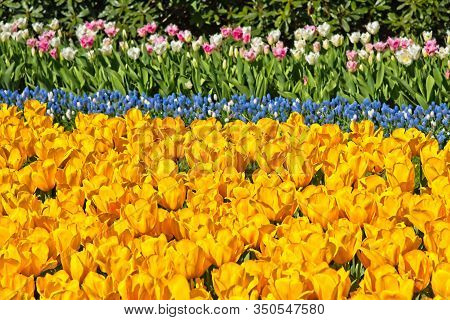 Vertical Stripes Of Colorful Yellow And White Tulips And Stripe Of Blue Bellevalia In A Park