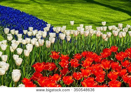 Red And White Tulips