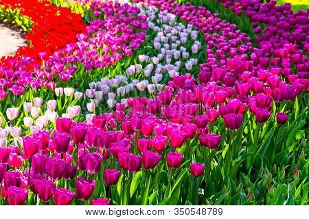 Colorful Tulip Stripes