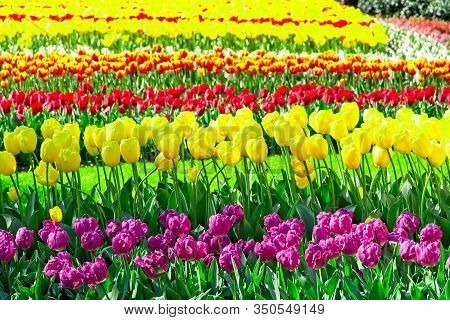 Full Frame Of Colorful Tulips