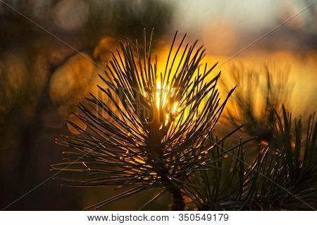 Pine Needles Against Setting Sun
