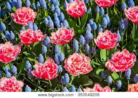 Full Frame Of Red And Pure White Tulips Nicely Complemented By Dark Blue Bellevalias.