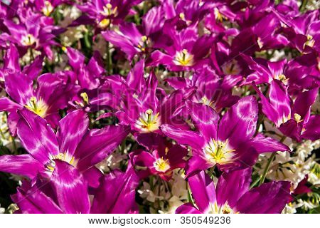 Full Frame Of Red And Pure White Tulips Nicely Complemented By Dark Blue Bellevalias.