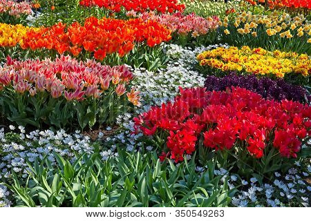 Full Frame Of Red And Pure White Tulips Nicely Complemented By Dark Blue Bellevalias.