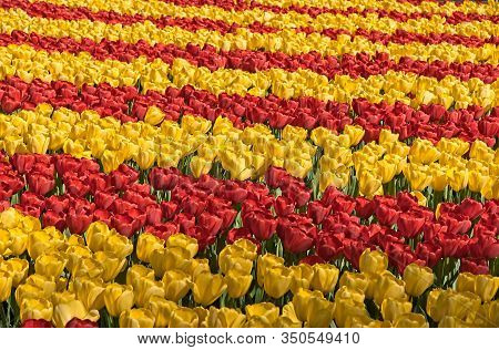 Muted Color Red And Yellowtulip Stripes