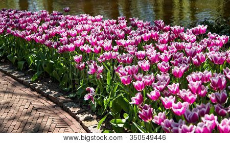 Full Frame Of Red And Pure White Tulips Nicely Complemented By Dark Blue Bellevalias.