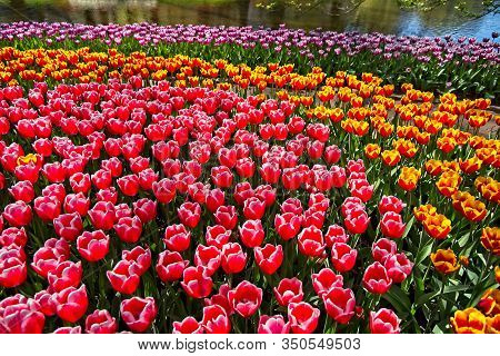 Tulips By A Water