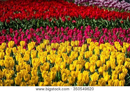 Full Frame Of Colorful Tulips