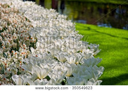 Pure White Tulips