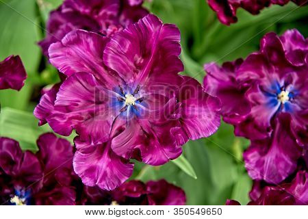 Large Open Purple Tulip