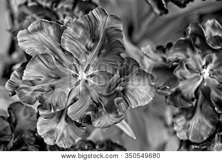 Desaturated Large Open Tulip