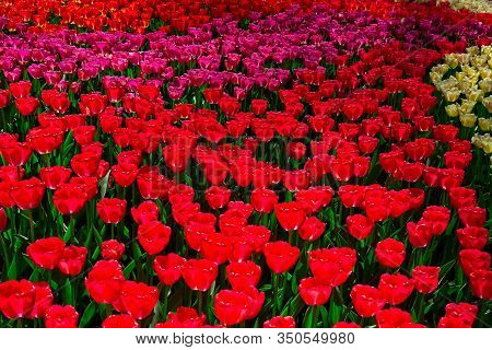 Colorful Red Tulips